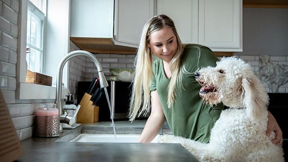 Best Pet-Friendly Cleaning Products for a Pristine Home - Equipaws Pet  Services